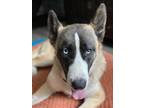 Adopt Bambi a Brown/Chocolate - with White Husky / Shepherd (Unknown Type) /