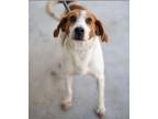Adopt Coby a Brown/Chocolate - with White Hound (Unknown Type) / Mixed dog in
