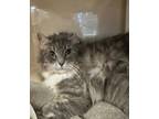 Adopt Anika a Gray or Blue Domestic Longhair / Domestic Shorthair / Mixed cat in