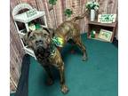 Adopt Henny a Brown/Chocolate Mastiff / Mixed dog in Midland, MI (41092621)