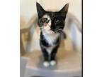 Adopt Mimosa a All Black Domestic Shorthair / Domestic Shorthair / Mixed cat in