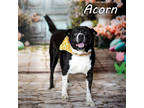 Adopt Acorn* a Black Border Collie / Mixed dog in Anderson, SC (39962469)