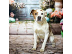 Adopt Theo* ASK ABOUT ME IM IN FOSTER a White Mixed Breed (Medium) / Mixed dog