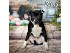 Adopt Riley a Black Mixed Breed (Small) / Mixed Breed (Medium) / Mixed (short