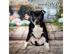 Adopt Riley a Black Mixed Breed (Large) / Mixed dog in Anderson, SC (40930292)
