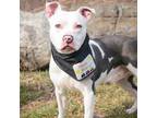 Adopt Tommy a Gray/Blue/Silver/Salt & Pepper Terrier (Unknown Type