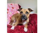 Adopt Masa a Terrier (Unknown Type, Medium) / Boxer / Mixed dog in LAFAYETTE