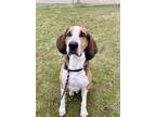 Adopt Bubba James a Black Coonhound / Mixed dog in Burton, MI (41080799)