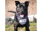 Adopt Thor a Black Labrador Retriever / Shepherd (Unknown Type) / Mixed dog in