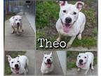 Adopt Theo a White Terrier (Unknown Type, Small) / Mixed dog in Greenville