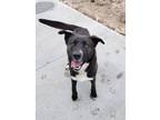 Adopt Shep a Black - with White Border Collie / Rat Terrier / Mixed dog in