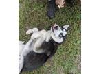 Adopt Myshkin a Black - with White Husky / Mixed dog in Avon, IN (41073442)
