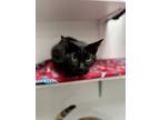 Adopt Phoebe a All Black Domestic Shorthair / Domestic Shorthair / Mixed cat in