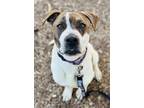 Adopt Bear a Brindle - with White Boxer / Mixed dog in Clarkesville