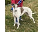 Adopt Patches a White - with Black Greyhound / Coonhound (Unknown Type) / Mixed