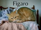 Adopt Figaro a Orange or Red Domestic Shorthair / Mixed Breed (Medium) / Mixed