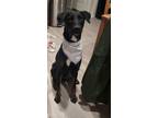 Adopt Black a Black Mutt / Mixed dog in San Antonio, TX (41104878)