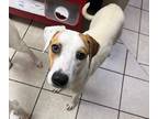 Adopt Fauna a White Pointer / Mixed dog in San Marcos, TX (41007765)