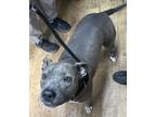Adopt Kirra a Gray/Blue/Silver/Salt & Pepper Mixed Breed (Large) / Mixed dog in