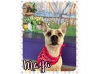 Adopt Maya a White Australian Cattle Dog / Terrier (Unknown Type