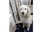 Adopt Spot a White - with Brown or Chocolate Old English Sheepdog / Poodle