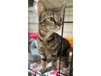 Adopt Voreen a Domestic Shorthair / Mixed (short coat) cat in Berkeley Springs