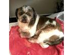 Adopt Hayden a Brown/Chocolate - with White Shih Tzu / Mixed dog in Marietta