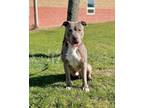 Adopt Chief a Black - with Gray or Silver American Pit Bull Terrier / Mixed