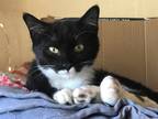 Adopt Oska a Black & White or Tuxedo Domestic Shorthair (short coat) cat in