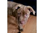 Adopt Tex a Brown/Chocolate Labrador Retriever / Pit Bull Terrier / Mixed dog in