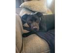 Adopt Sparky a Black - with White Labrador Retriever / Pit Bull Terrier / Mixed