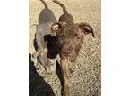 Adopt Macy a Brown/Chocolate Labrador Retriever / Pit Bull Terrier / Mixed dog