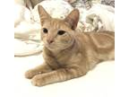 Adopt Boo a Spotted Tabby/Leopard Spotted Domestic Shorthair / Mixed cat in