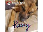 Adopt Rainy (Courtesy Post) a Brown/Chocolate German Shepherd Dog / Labrador