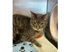 Adopt chloe a Gray or Blue (Mostly) Domestic Shorthair / Mixed cat in Stockton