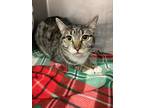 Adopt Jonnie a Gray or Blue (Mostly) Domestic Shorthair / Mixed cat in Stockton