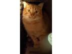 Adopt Serv a Orange or Red Domestic Shorthair / Mixed (short coat) cat in
