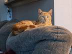 Adopt Hennessy a Orange or Red Tabby Domestic Shorthair (short coat) cat in Fort