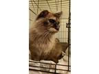 Adopt Sadie a Cream or Ivory Siamese (medium coat) cat in Lackawanna/luzerne