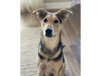 Adopt Izzy a Black - with Tan, Yellow or Fawn German Shepherd Dog / Mixed Breed