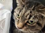 Adopt Sage a Gray or Blue Domestic Shorthair / Domestic Shorthair / Mixed cat in