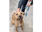 Adopt Cookie a Tan/Yellow/Fawn Mixed Breed (Medium) / Mixed dog in Danville