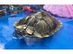 Adopt Rm a Turtle - Water reptile, amphibian, and/or fish in San Diego