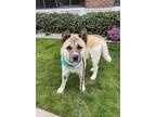 Adopt Kai a Tan/Yellow/Fawn - with Black Akita / Mixed dog in Lynnwood