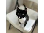 Adopt Ophelia a Black (Mostly) Domestic Shorthair / Mixed (short coat) cat in