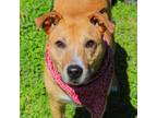 Adopt Prancer a Tan/Yellow/Fawn Labrador Retriever / Mixed dog in Waco