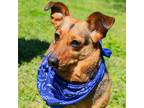 Adopt Carter a Brown/Chocolate Dachshund / Mixed dog in Waco, TX (31122250)