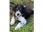 Adopt Brad a Black - with White Border Collie / Mixed dog in Spring