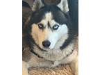 Adopt Koda a Black - with White Husky / Mixed dog in Oceanside, CA (41103357)