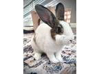 Adopt Wilma a Tri-color Dutch / Mixed (medium coat) rabbit in San Jose